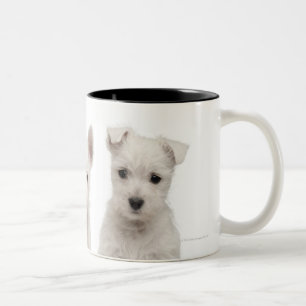 West Highland Terrier puppies (7 weken oud) Tweekleurige Koffiemok