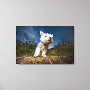 West Highland Terrier Puppy Canvas Afdruk