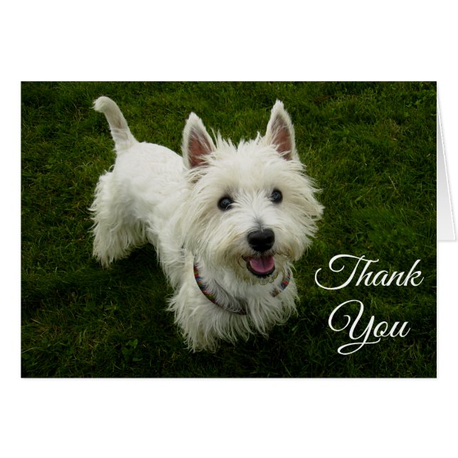 West Highland Terrier Puppy Dog Blank Greetncard (Voorkant Horizontaal)