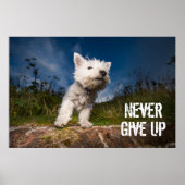 West Highland Terrier Puppy Poster (Voorkant)