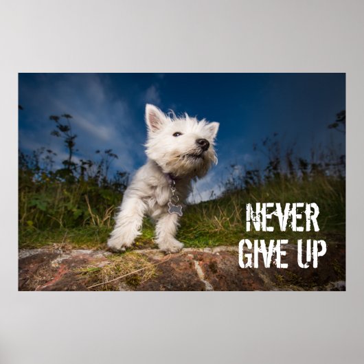 West Highland Terrier Puppy Poster (Voorkant)