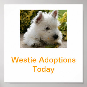 West Highland White Terrier Adoption Today tekent  Poster