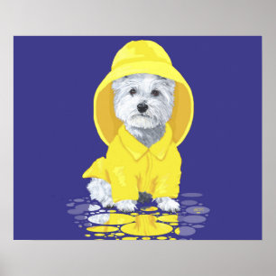 West Highland White Terrier April Showers Poster