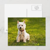 West Highland White Terrier Briefkaart (Voorkant / Achterkant)