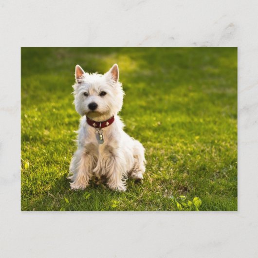 West Highland White Terrier Briefkaart (Voorkant)