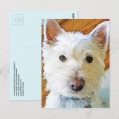 West Highland White Terrier die naar jou kijkt Briefkaart (Voorkant / Achterkant)