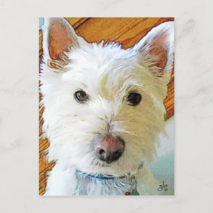 West Highland White Terrier die naar jou kijkt Briefkaart