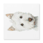West Highland White Terrier Dog