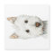 West Highland White Terrier Dog
