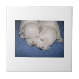 West Highland White Terrier Puppy Tile Tegeltje