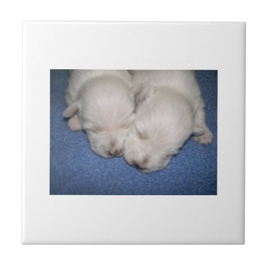 West Highland White Terrier Puppy Tile Tegeltje (Voorkant)