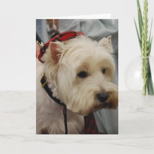 West Highland White Terrier Wenskaarten Kaart (Voorkant)