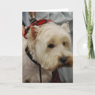 West Highland White Terrier Wenskaarten Kaart