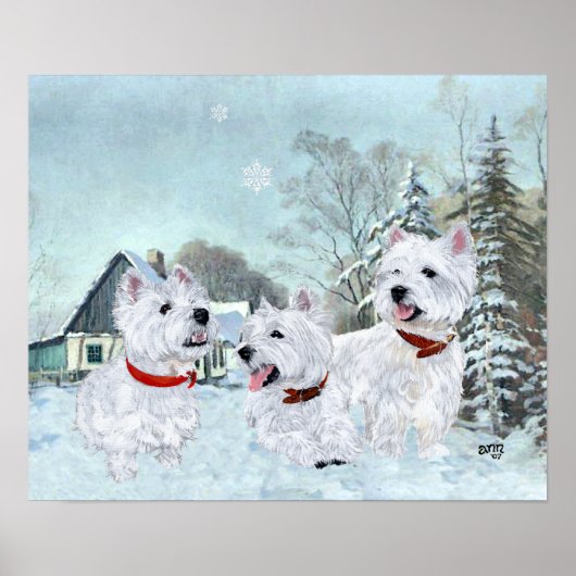 West Highland White Terriers in de sneeuw Poster (Voorkant)