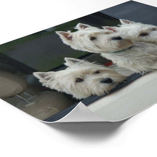 West Highland White Terriers Poster (Hoek)
