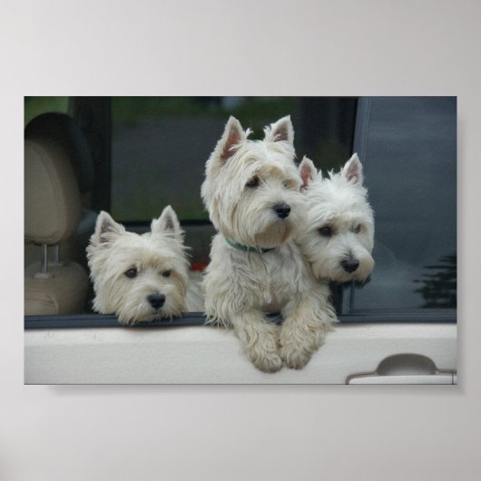 West Highland White Terriers Poster (Voorkant)
