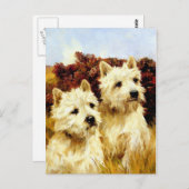 West highland White Terriers - Wardle Briefkaart (Voorkant / Achterkant)