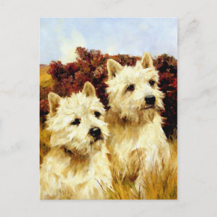 West highland White Terriers - Wardle Briefkaart