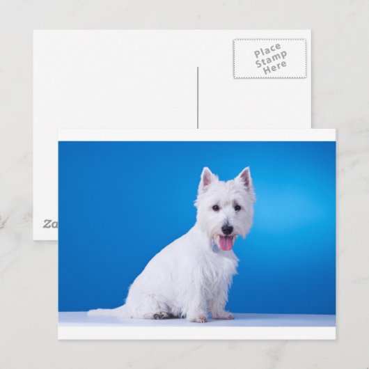 West Highland Witte Puppy Hond Briefkaart (Voorkant / Achterkant)