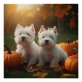 West Highland Witte Terriër Puppy Herfst Pompoen Perfect Poster (Voorkant)
