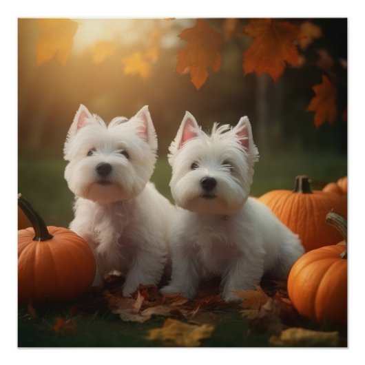 West Highland Witte Terriër Puppy Herfst Pompoen Perfect Poster (Voorkant)