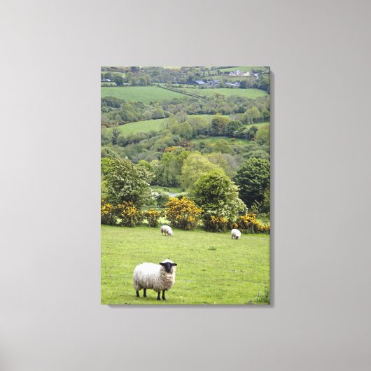 West-Ierland, Dingle-schiereiland, breed Canvas Afdruk (Voorkant)