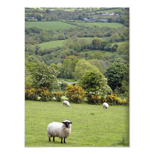 West Ierland, Dingle schiereiland, breed Foto Afdruk (Voorkant)
