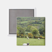 West-Ierland, Dingle schiereiland, breed Magneet (Voorkant / Achterkant)