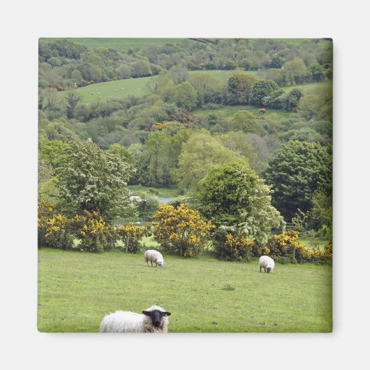 West-Ierland, Dingle schiereiland, breed Magneet (Voorkant)