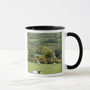 West-Ierland, Dingle-schiereiland, breed Mok