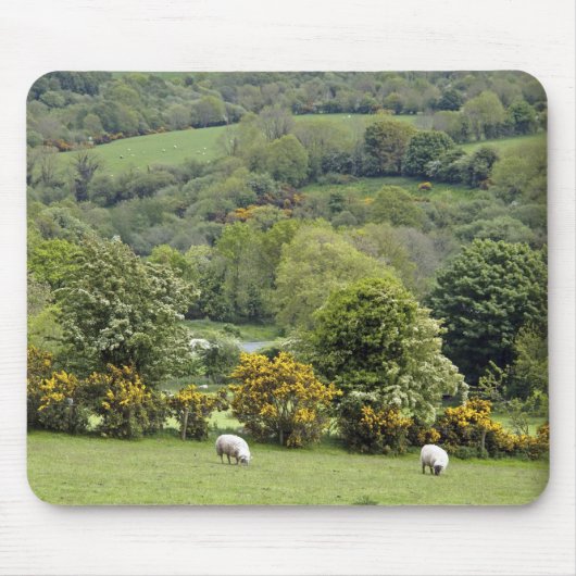 West-Ierland, schiereiland Dingle, breed Muismat (Voorkant)