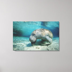 West Indian Manatee Canvas Afdruk