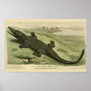 West Indies Crocodile Natural History Print