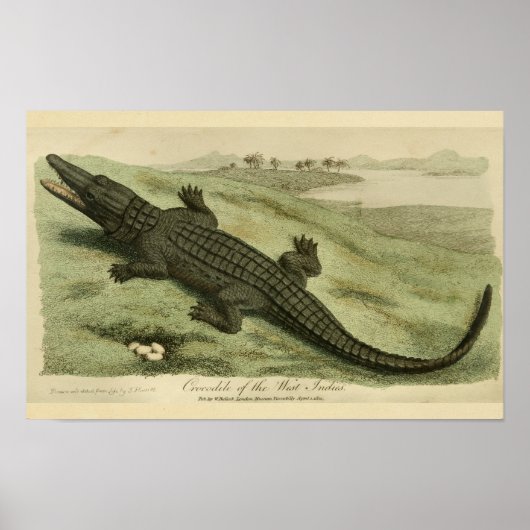 West Indies Crocodile Natural History Print (Voorkant)