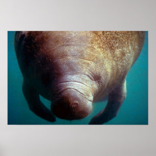 West-Indische (Florida) Manatee-underwater Poster