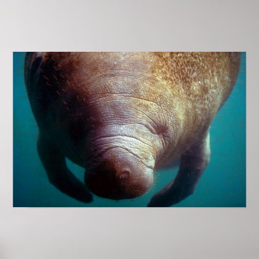 West-Indische (Florida) Manatee-underwater Poster (Voorkant)