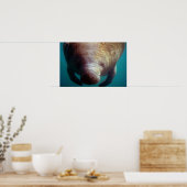 West-Indische (Florida) Manatee-underwater Poster (Keuken)