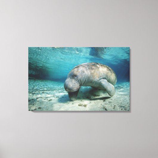 West-Indische Manatee Canvas Afdruk (Voorkant)