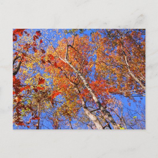 West Mt. Autumn Hot Springs National Park Gifts Briefkaart (Voorkant)