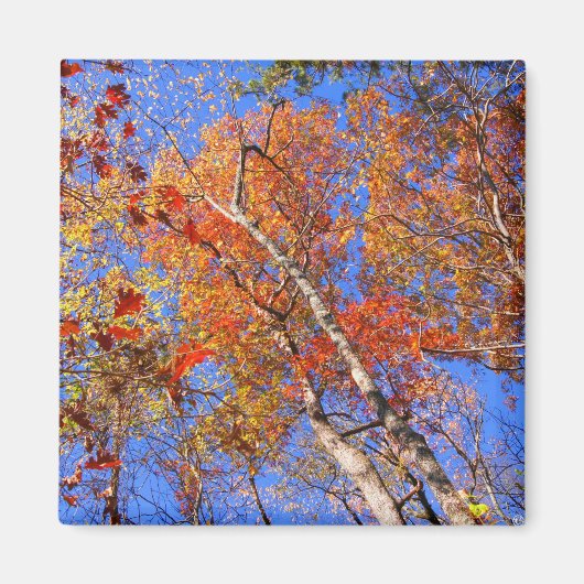 West Mt. Autumn Hot Springs National Park Gifts Magneet (Voorkant)