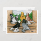 West of England Tumbler Pigeons Briefkaart (Voorkant / Achterkant)