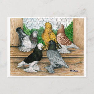 West of England Tumbler Pigeons Briefkaart