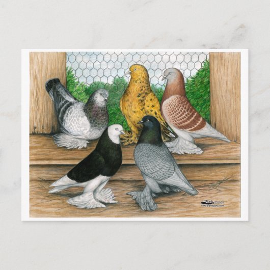 West of England Tumbler Pigeons Briefkaart (Voorkant)