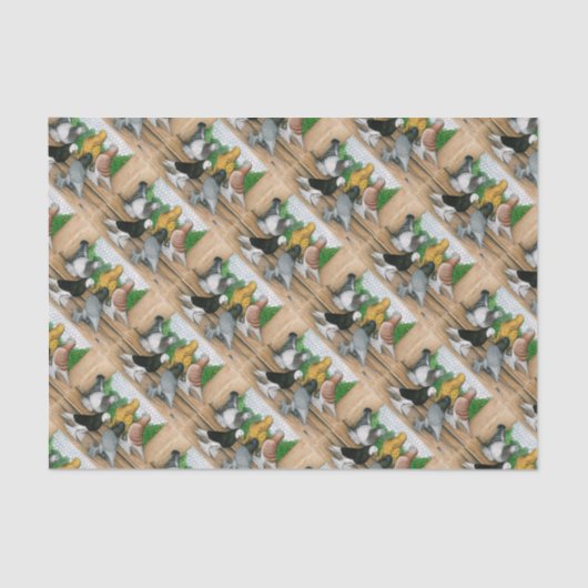 West of England Tumbler Pigeons Tissuepapier