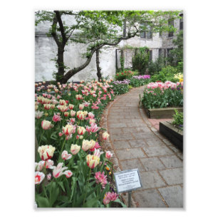 West Side Community Garden Tulip New York City NYC Foto Afdruk