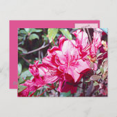 West Virginia Rhododendron Maximum Briefkaart (Voorkant / Achterkant)