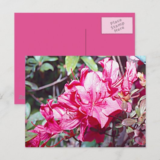 West Virginia Rhododendron Maximum Briefkaart (Voorkant / Achterkant)