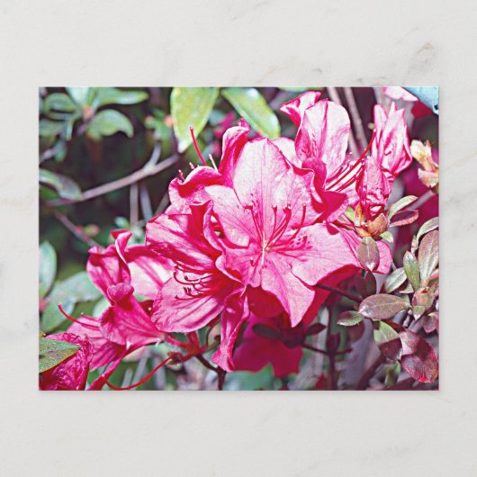 West Virginia Rhododendron Maximum Briefkaart (Voorkant)