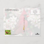 West Virginia State Bird - Northern Kardinaal Briefkaart (Achterkant)