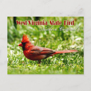 West Virginia State Bird - Northern Kardinaal Briefkaart
